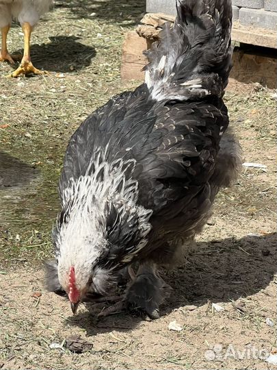 Петушки брама, фавероль, амераукана