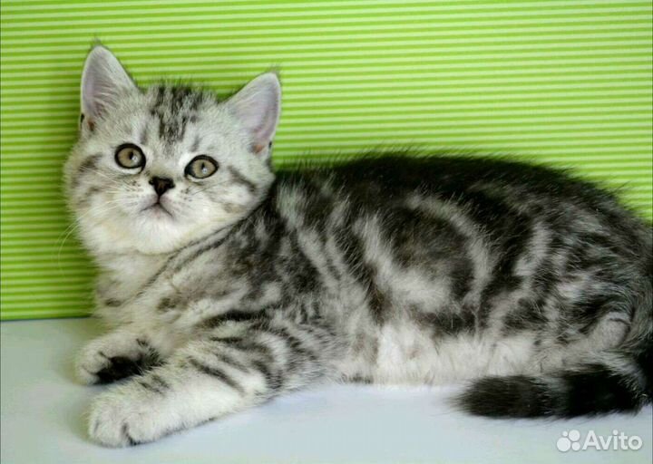 Шотландские котятки