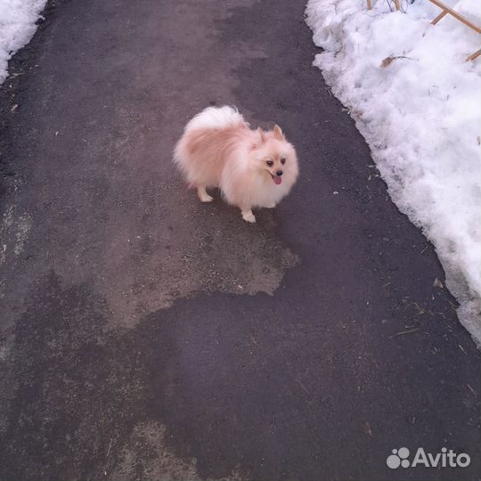 Вязка собак