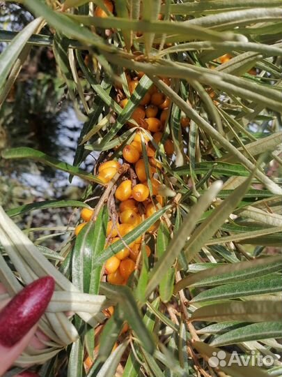 Облепиха ягоды