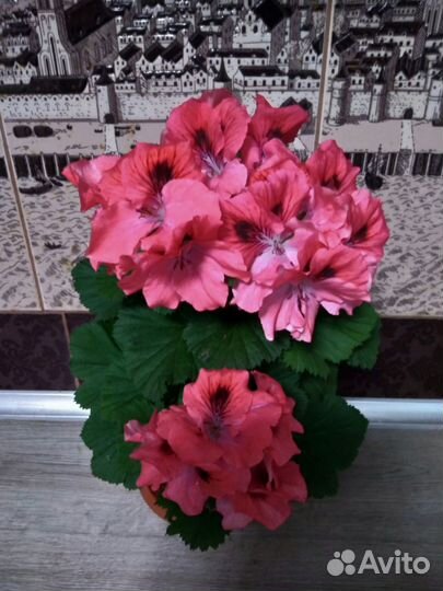 Пеларгония герань
