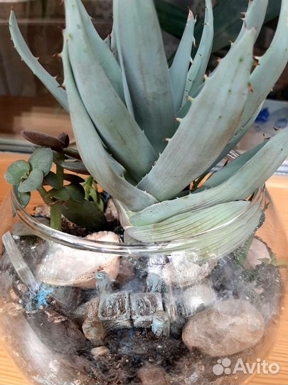 Флорариум с суккулентами