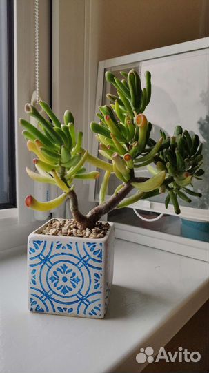 Суккуленты крассула толстянка