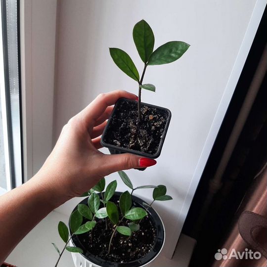 Замиокулькас (долларовое дерево)