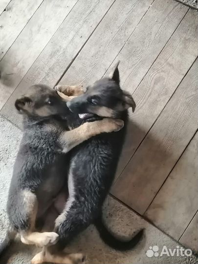 Домашние животные собаки щенки