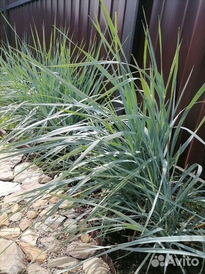 Многолетние садовые цветы