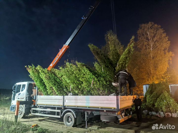 Туя крупномеры колумна 4 -5 м. Цена за саженец