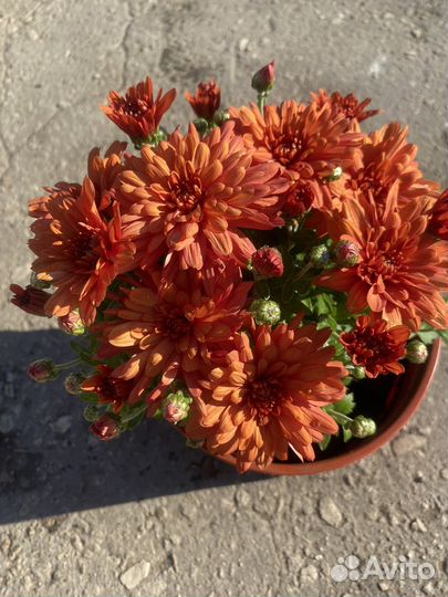 Хризантема корейская, мультифлора