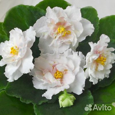 Сортовые фиалки