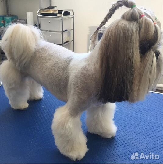 Стрижка собак и кошек всех пород