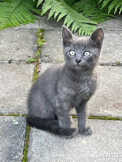 Серый красавчик в добрые руки