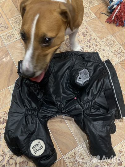 Комбинезон для собак мелких пород