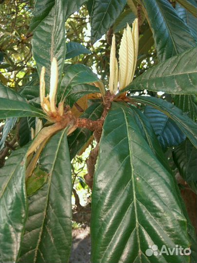 Японская мушмула