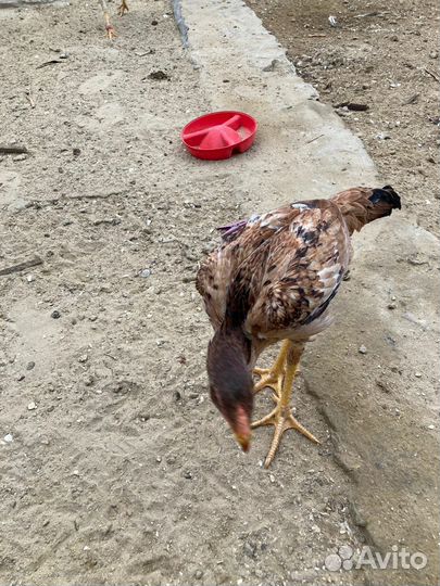 Бойцовая птица,цыплята