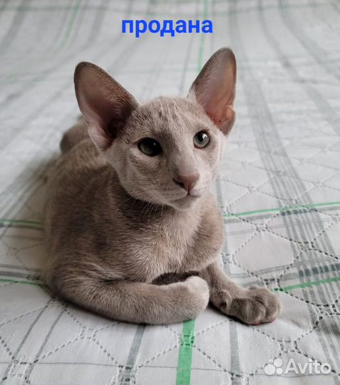 Ориентальные котята