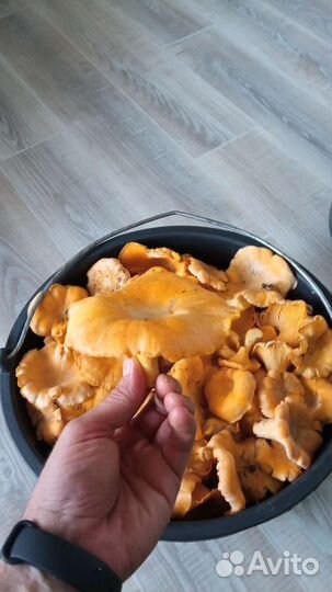 Грибы лисички свежие