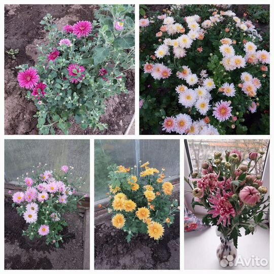 Хризантемы