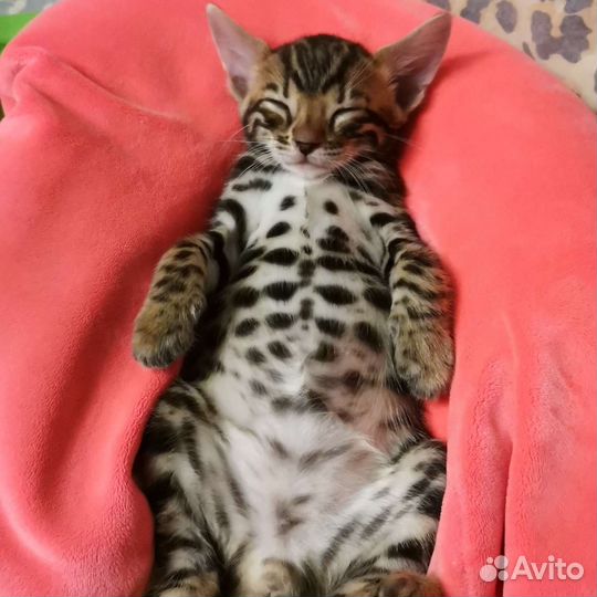 Бенгальский красавчик