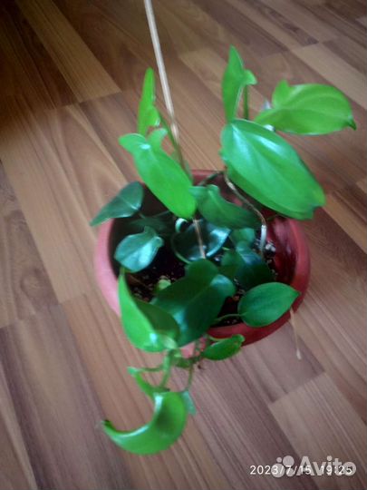 Филодендрон и калла белая корневищная