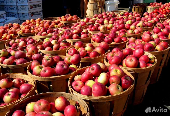 Сборщик яблок. Сезонная работа