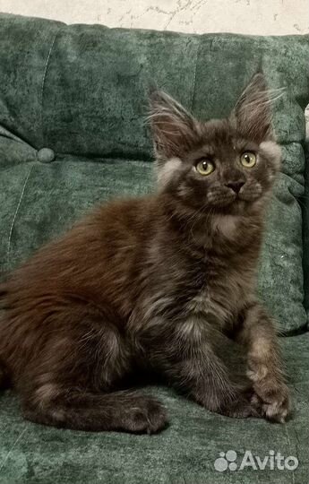 Мейн Кун котята