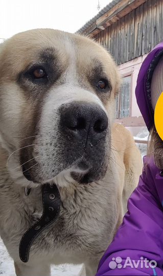 Алабай для вязки