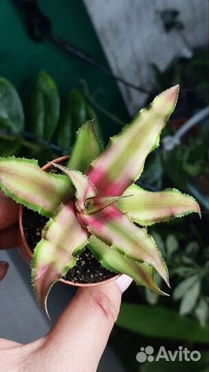 Криптантус