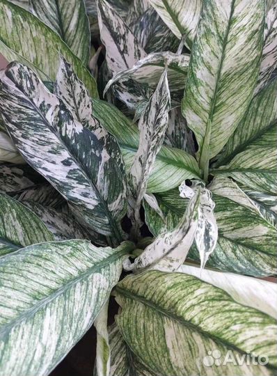 Спатифиллум