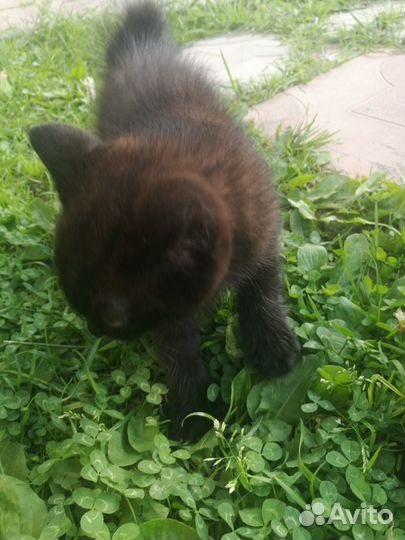 Курильский бобтейл