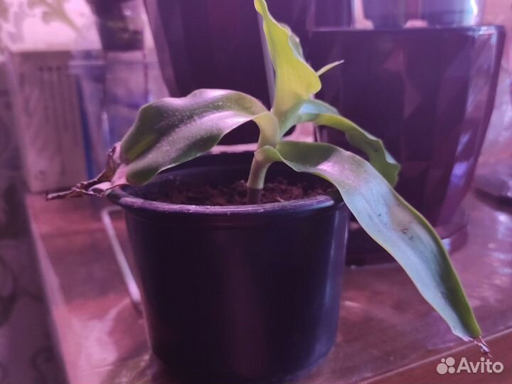 Комнатные растения золотой ус