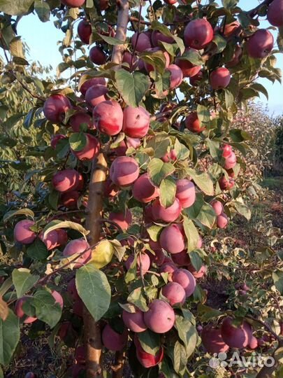 Саженцы плодовых деревьев