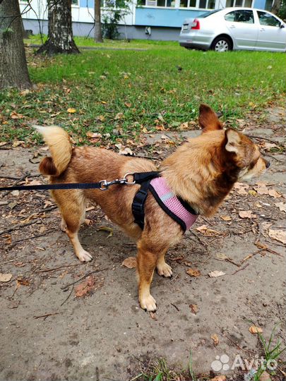 Собака в добрые ручки