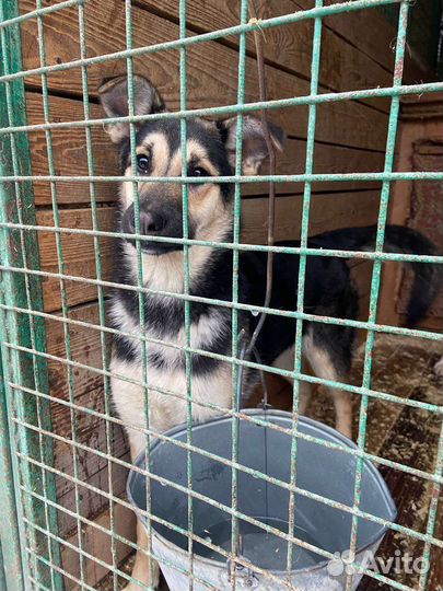 Собака из приюта бесплатно