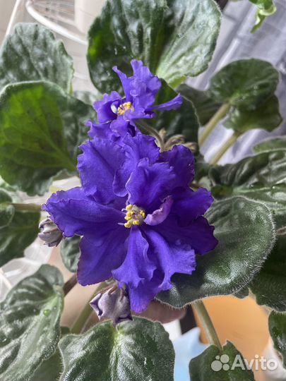 Фиалка Arctic Frost sp лист с корнями