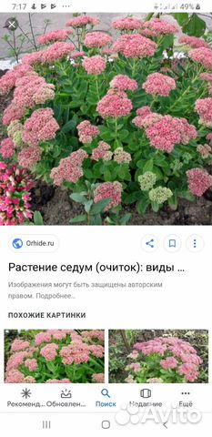 Очиток(седиум)