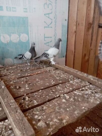 Голуби Турки и Бакинцы