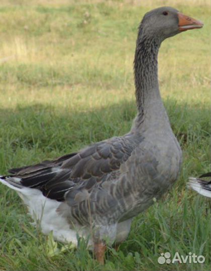 Крупные серые гуси
