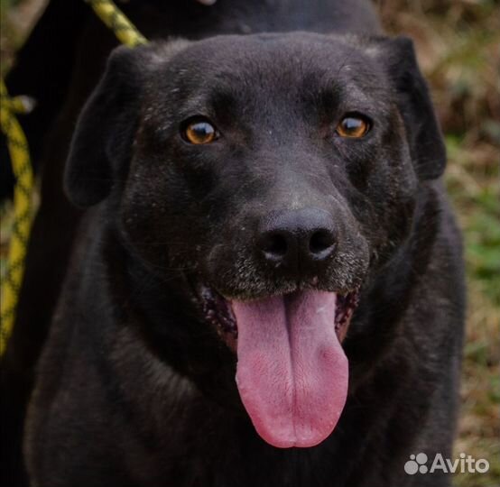 Юна, 4 года, хорошая охранница. Стерилизована