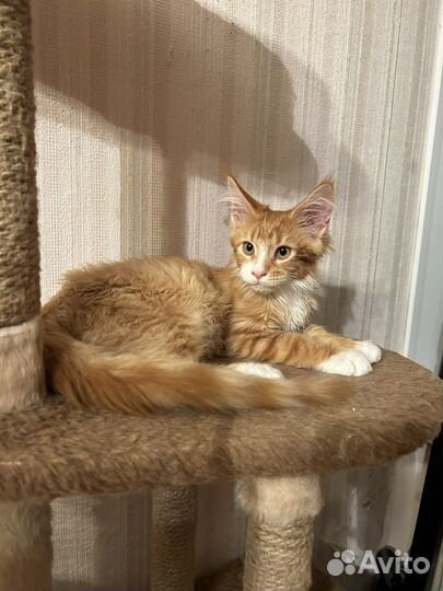 Котята мейн-кун