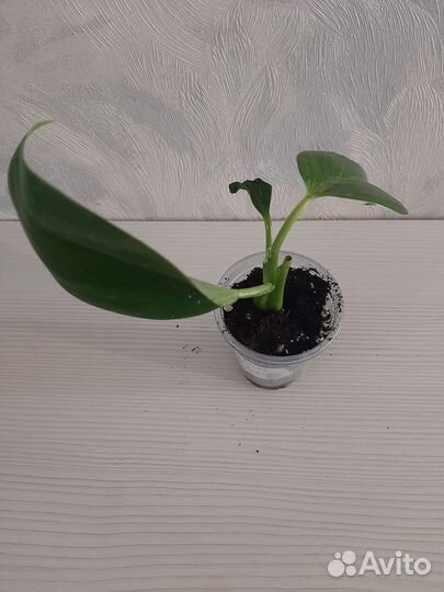 Филодендрон биркин