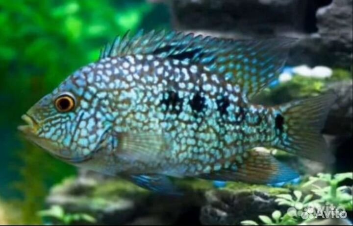 Цихлозома бриллиантовая рыбки в аквариум