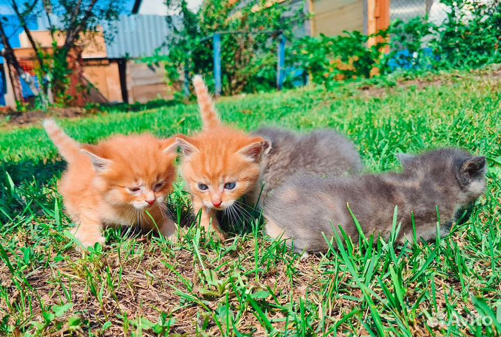 Котята в добрые руки