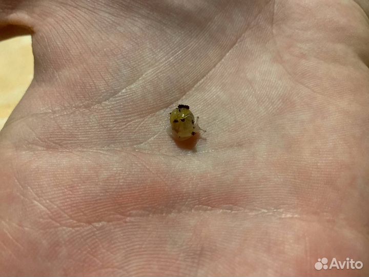 Улитки ахатины