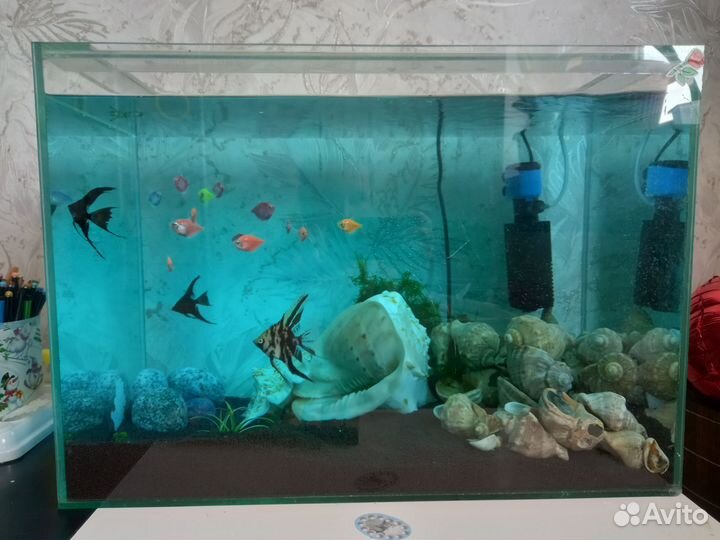 Аквариум 80л со всем содержимым