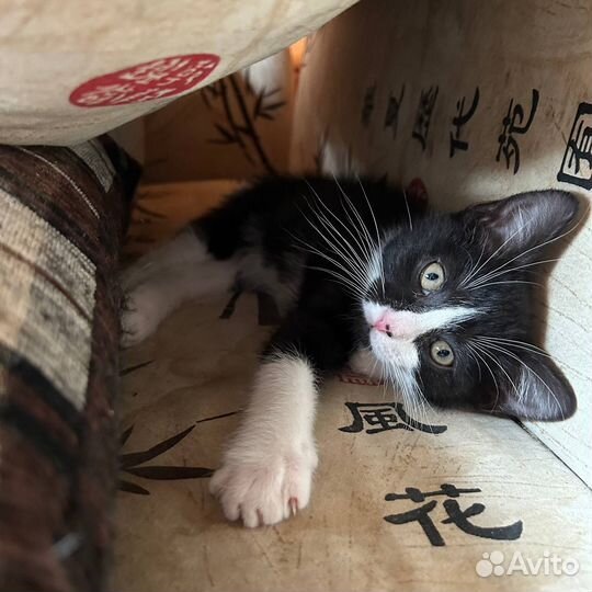 Котята 3 месяца