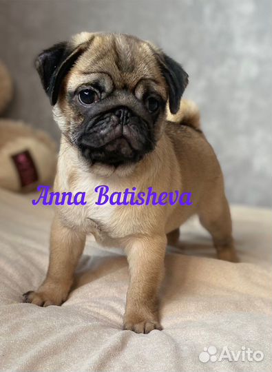 Мопсы черные