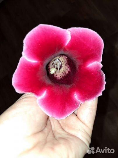 Глоксиния, Тидея, Огонёк