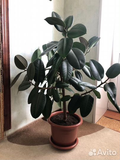 Фикус каучуконосный