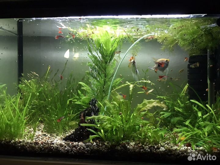 Аквариум и все его составляющие + кованная стойка