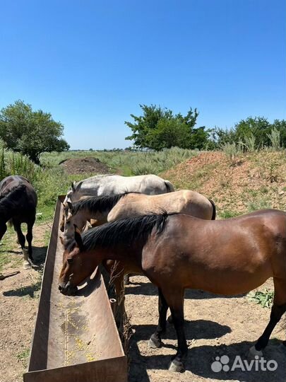 Продаются лошади